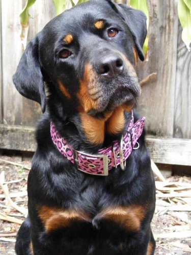 RotNRotties's profile picture. SPAY/NEUTER and ADOPT/RESCUE ~ Train Without Pain ~ Go Vegan ~ and remember, It made a difference to that one.