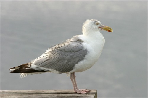 Seagull Philosopher.