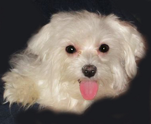 Occupation: Broadcasting Avocation: dogs. The more people I meet, the more I love my dog.