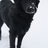 BasPanneman's profile image