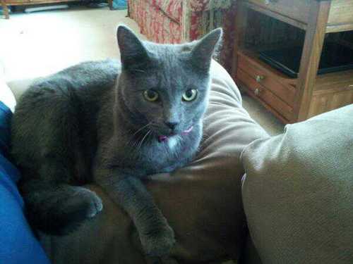 theresasuing's profile picture. 