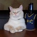 BumblesCat (@bumblescat) Twitter profile photo BumblesCat (@bumblescat) Twitter profile photo