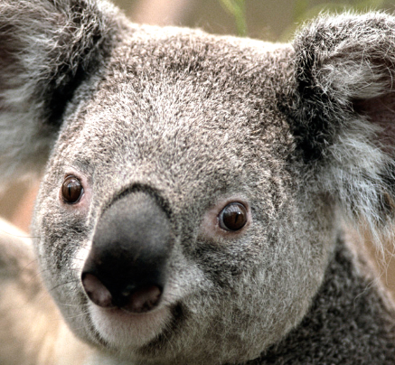 コアラマン Koala Man Twitter