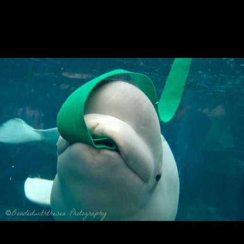 Gillyflower9237's profile picture. Happiness is a warm bunny