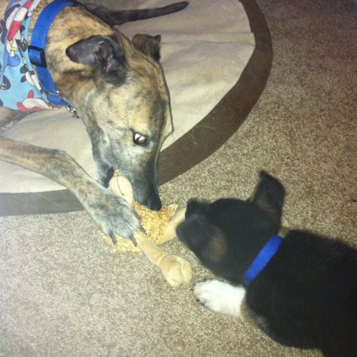 MOanimalcracker's profile picture. Migrating to https://t.co/0wu0mm8CbM