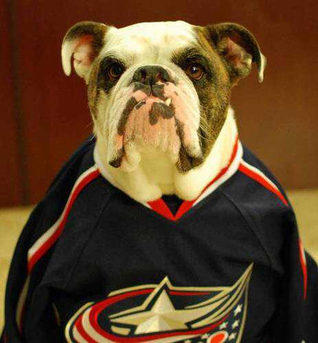 I am an English Bulldog and LOVE LOVE LOVE the Columbus Blue Jackets.  I also contribute to the Distinct Kickin Motion Blog