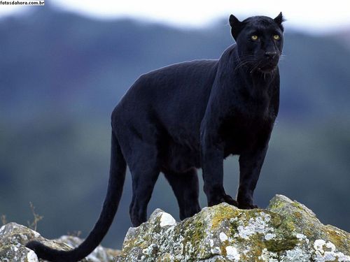 mulato1_90's profile picture. 