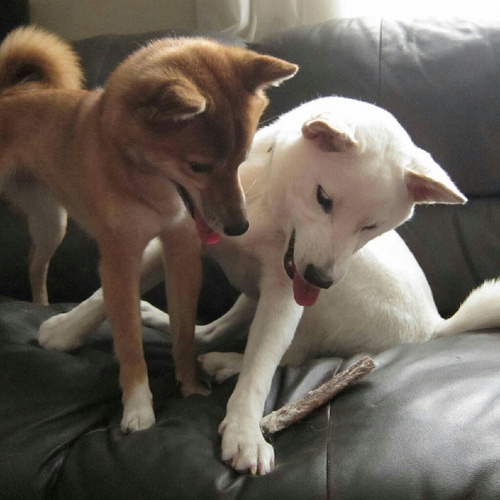 Just two Canadian Shibas. Yumi, red sesame born September '09 and Kiba cream born October '11