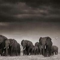 Emma Cardarelli (@nonnanora) 's Twitter Profile