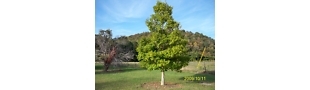hi we are a nursery in mcminnville,Tennessee that grow and sell wildflower bulbs and rootsystems,come visit us at http://t.co/Ws6w2wkz