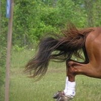 Elizabeth Hay (@eahay) 's Twitter Profile