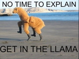 aobrien_0986's profile picture. I love cats.