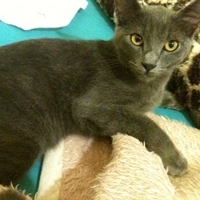 sou um gatinho muito fofo que conquisto todos, miau.