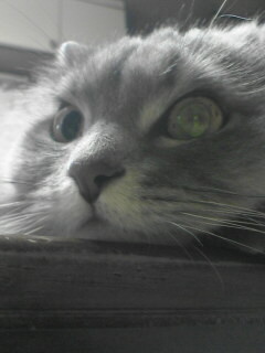 jamnonikukyuu's profile picture. 🐨🐹🐱🦄🐤🐻🐰 ✏️✒️📓