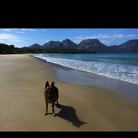 Jemimatopdog (@jemimatopdog) 's Twitter Profile