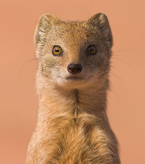 tunasweasel Profile Picture