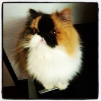 Kissypiple✨(@Kissypiple) 's Twitter Profile Photo