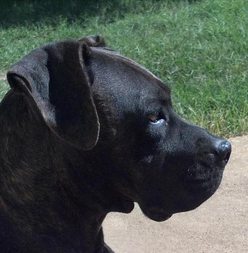 BIGWOLFDOG's profile picture. Proud to Call Oklahoma Home- OK State, Weather, Stock Car Racing, OKC Thunder