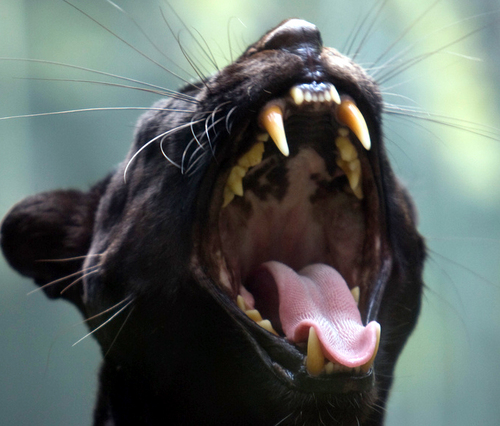 leavetheanimals's profile picture. For lovers of animals foreign and domestic... #LEAVETHEANIMALSALONE Animal #Photogs tweet us!