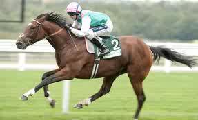 frankel_horse's profile picture. Top Rated Flat Horse of 2011, 2000 Guineas Winner, double sussex stakes winner, and all round nice horse...latest win 11 lengths winner Royal Ascot.