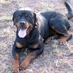 rottweiler forum (@rottweiler__) Twitter profile photo