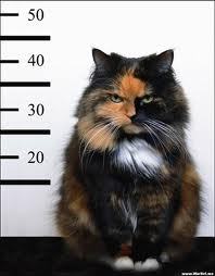 Im Viv, im a cat, and im a fucking nasty piece of work