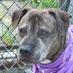 Heather (@dogretrievers) Twitter profile photo