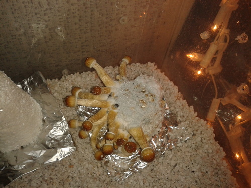 shroomgrows's profile picture. home grown shrooms coudnt think off anything better lets see what u have and lets get off are faces