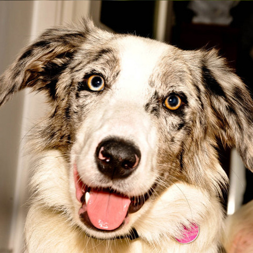 SponsorADog Profile Picture