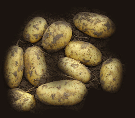 HanseSeedCorp's profile picture. Hanse Seed Corp. introduced the valuable varieties of the potato Breeder Saka Pflanzenzucht GmbH, Germany in the United States and Canada.