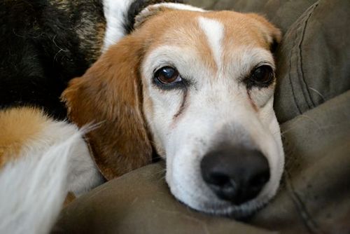 A chill beagle hanging out in SoCal with my work from home family.