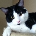 Todd Tuttle - @Todd_The_Cat - Twitter