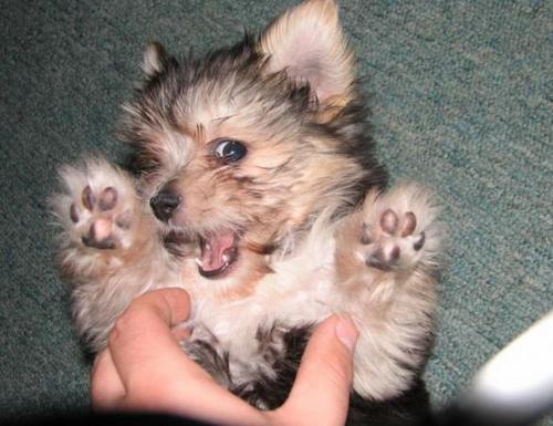 CardenasNaieli's profile picture. Jalisciense, de acaballo, feliz