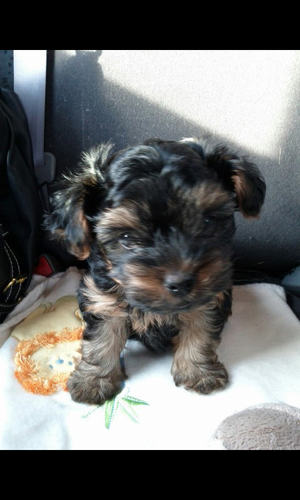 TuesdaySteel's profile picture. 