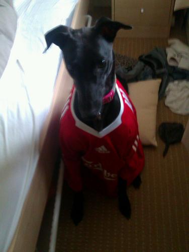 gregallen1986's profile picture. Liverpool fan, born in Reading, moved to the Midlands via Bognor, retired pub footballer