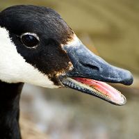 RGoosling's profile picture. I'm a Canada Goose living in Chicago. Chief Executive Officer of http://t.co/I3BAydeHLu