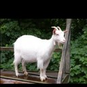 aidan nicholas peake - @theGOAT119 - Twitter