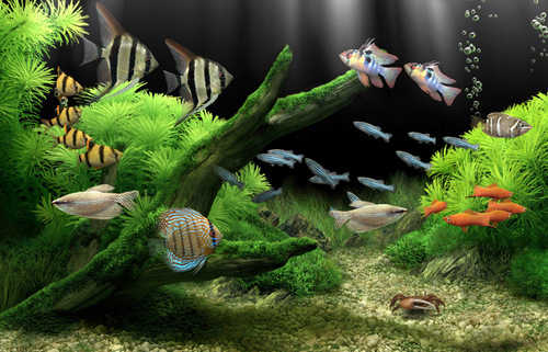 Custom Aquarium Setups has a blog dedicated to Aquariums (Fish Tanks).