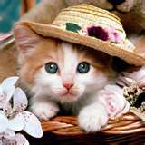 I like teh kittehs