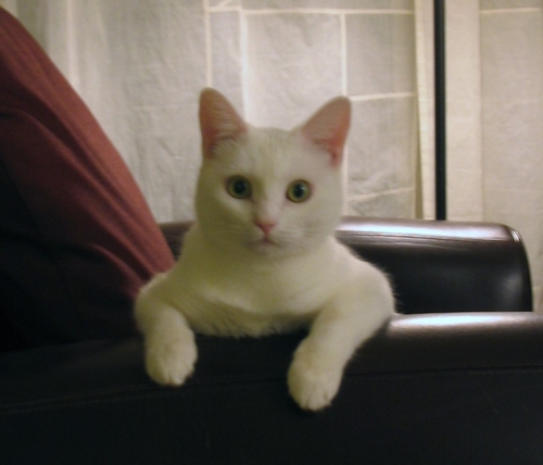 KimBlose's profile picture. Small Business Owner, specializing in all things vintage -- on Etsy, The Monkey Junkie  shop in Irving and on https://t.co/aQlIGOIaY2