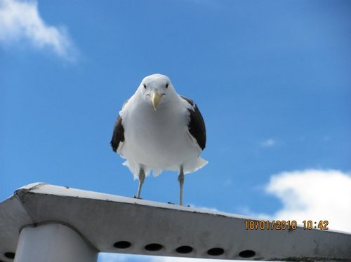 Soy la comadreja. No, mentira, soy una gaviota.