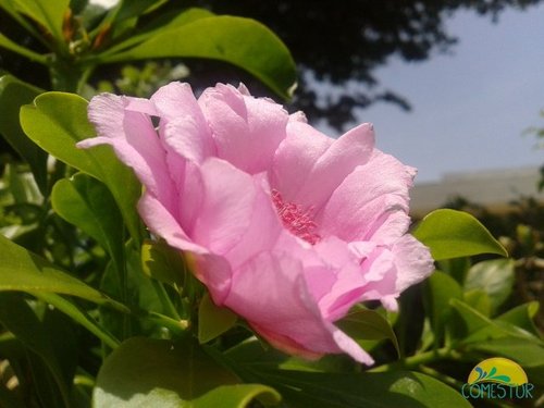 El Congreso Nacional designó por ley como Flor Nacional, la exótica e impresionante “Rosa de Bayahibe”, endémica de la comunidad turística que lleva su nombre.