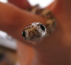 KidFlash's cornsnake sidekick with a case of Batman hero worship