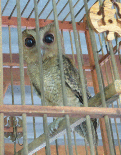 Big_veterok's profile picture. сова