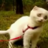 51mission's profile image