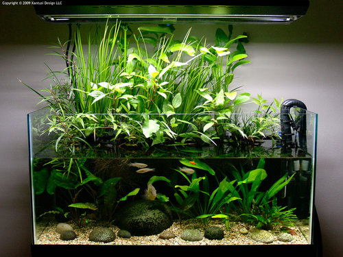 fishdata_info's profile picture. freshwater fish database