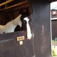 Lynda Cowie (@l12lac) 's Twitter Profile