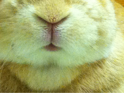 kinuhio's profile picture. ほ乳類だいすきな元うさぎ飼い(2014年3月に月の旅人に)