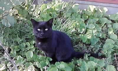 read fantasy book, has a special talent, like doing art ,loves cats, did army cadets force (acf) and loves music