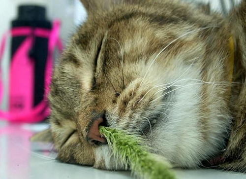 ほったこうへい